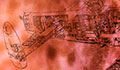 detail number 3